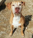 elvis_2