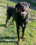 gulliver_3