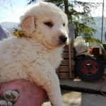 lucrezia