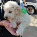 milo