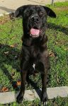 rocky_2_copy
