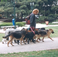 Dogsitter