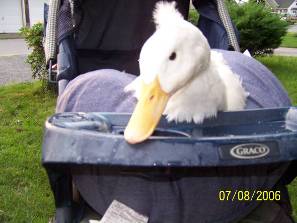 Lemon the duck