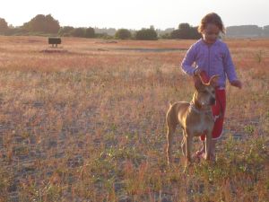 Gestione corretta del cane per renderlo sicuro