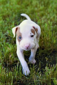 Cucciolo di pitbull