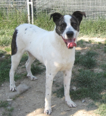 ares_1