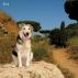 faccedacanile2012_07