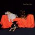 faccedacanile2013_06