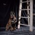 faccedacanile2013_12