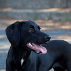lola copertina_2666