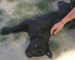 zorro-90_am