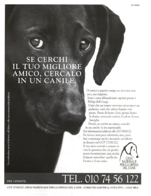 Se cerchi il tuo migliore amico cercalo in un canile.