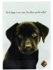 Per la legge è una cosa. Allora perchè piange? Per la legge è una cosa. Allora perchè piange?